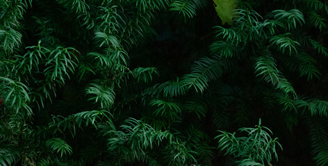 Naklejka na ściany i meble green fern background