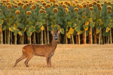 A beautiful roe deer in the field © predrag1