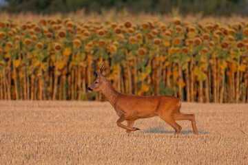 A beautiful roe deer in the field
