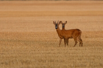 A beautiful roe deer in the field