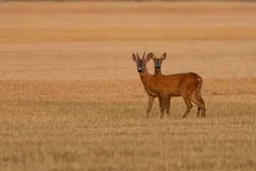 Foto op Aluminium A beautiful roe deer in the field © predrag1