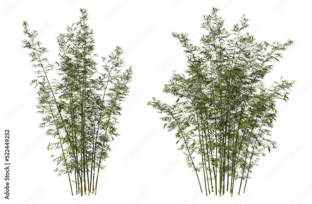 Wall mural Bamboo tree on transparent background