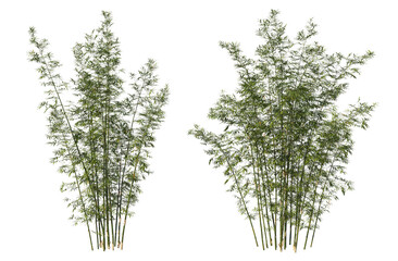 Bamboo tree on transparent background