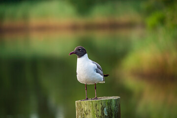 black headed gull