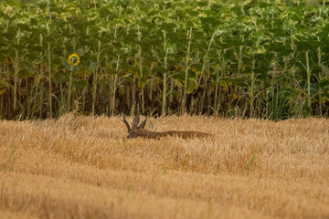 A beautiful roe deer in the field © predrag1