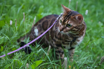 Bengal domestic cat on a walk in a collar and on a leash