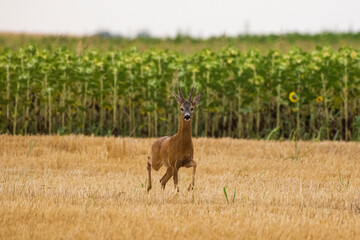A beautiful roe deer in the field