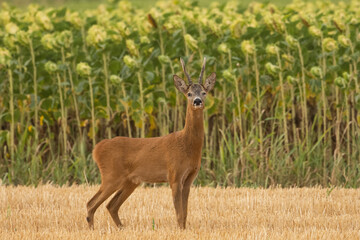 A beautiful roe deer in the field