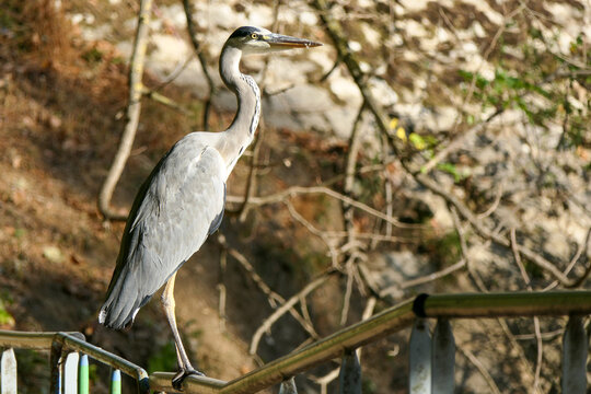 Close-up gray heron perching in a park in summer