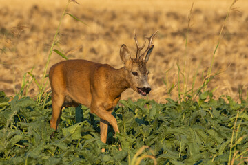 A beautiful roe deer in the field © predrag1