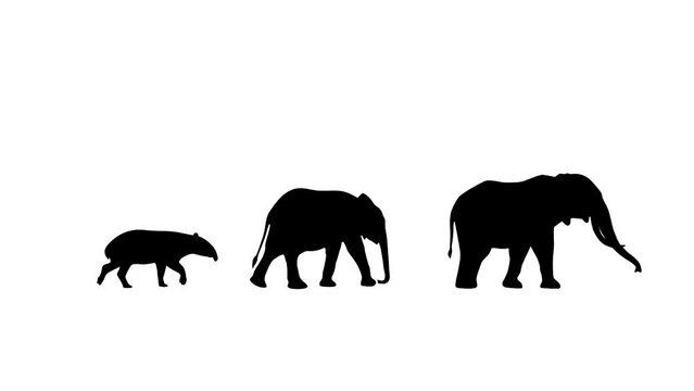 Walking elephants and tapir, animation on the white background (seamless loop)