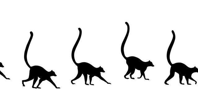 Walking lemurs, animation on the white background (seamless loop)