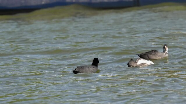 A coot swims with her chicks in a strong wave. The Eurasian coot (Fulica atra), also known as the common coot, or Australian coot, is a member of the rail and crake bird family, the Rallidae.
