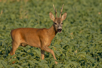 A beautiful roe deer in the field