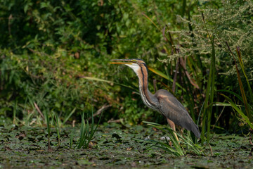 A black heron in its natural environment