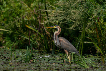 A black heron in its natural environment