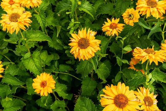 Yellow Summer Flowers In Meadow