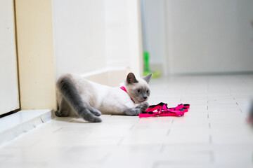 british shorthair cat with pink collar
