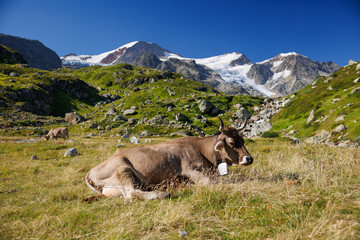 brown swiss cow on an alpine meadow in front of a glacier on Sustenpass