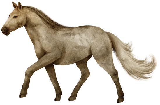 Horse watercolor illustration