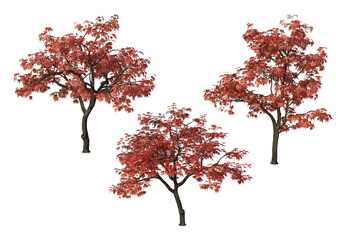 Autumn trees on a transparent background