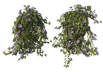 Ivy on a transparent background