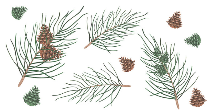 Watercolor illustration of hand painted fir tree branch, pine, spruce with brown, green cone. Coniferous forest nature. Isolated on white clip art for Christmas, New Year postcards, packaging prints