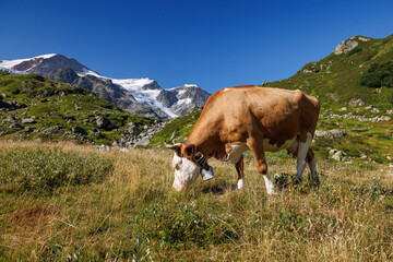 Fototapeta na wymiar Simmental swiss cow on an alpine meadow in front of a glacier on Sustenpass