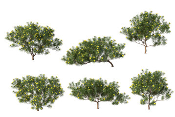 Flowers on a transparent background