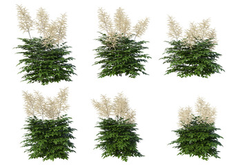 Flowers on a transparent background