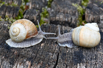 Two snails in the garden in the courtyard of the house 