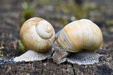 Two snails in the garden in the courtyard of the house 