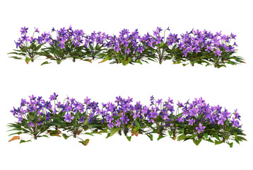 Flowers on a transparent background