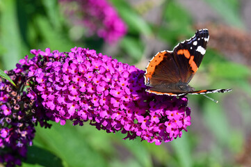Butterfly sits on a flower in the garden in the courtyard of the house 