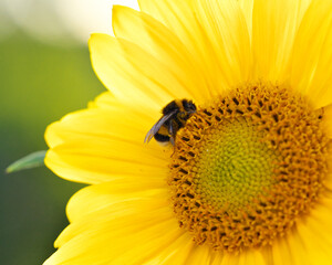 A bumblebee collects nectar on a sunflower. Selective focus.