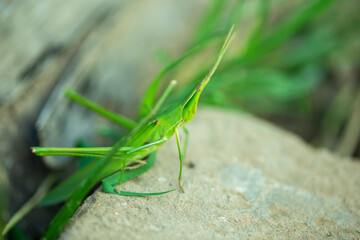 locusts，a kind of orthoptera insects