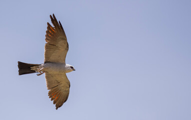 Mississippi kite hunting for cicada