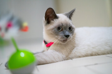 british shorthair cat with pink collar