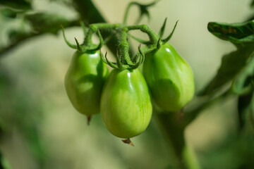 the growing tomatoes that is not yet ripe
