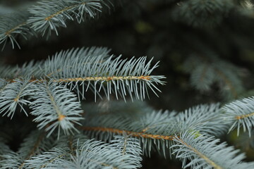 snow covered needles