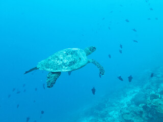 Obraz na płótnie Canvas Big green turtle swimming in the depths of the Indian ocean, Maldive islands.