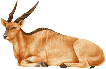 Giant eland savanna animals watercolor illustration © b.illustrations
