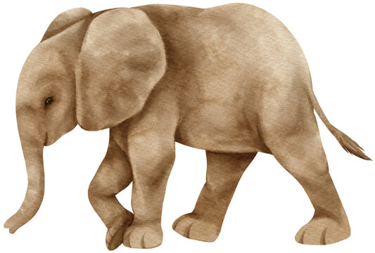 African elephant wildlife animals watercolor illustration