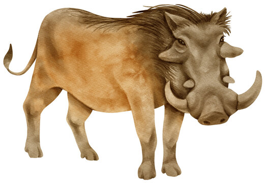 Warthog savanna animals watercolor illustration