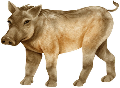 Warthog savanna animals watercolor illustration