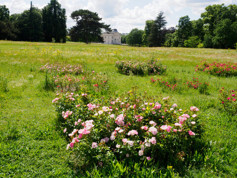 roses dans les jardins de Bagatelle dans le Bois de Boulogne &agrave; Paris