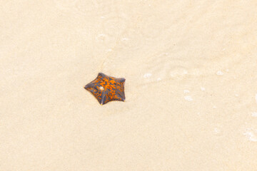 Orange starfish on the sand near the sea, the wave is blurred, travel concept