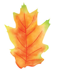 Maple leaf Watercolor Clipart, autumn, Digital art, illustration PNG