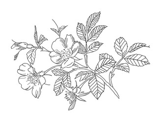 branch of an apple tree with leaves and flowers