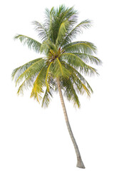 tropical palm tree isolated - obrazy, fototapety, plakaty